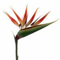 Picture for category Bird Of Paradise