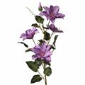Picture for category Clematis