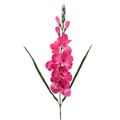 Picture for category Gladiolus