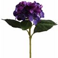 Picture for category Hydrangea
