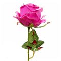 Picture for category Rose