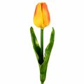 Picture for category Tulip