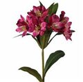 Picture for category Alstroemeria