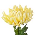 Picture for category Chrysanthemum