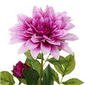 Picture for category Dahlia