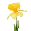 Picture for category Daffodil