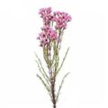 Picture for category Waxflower