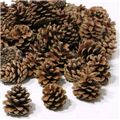 Picture for category Christmas Pine Cones