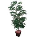 Picture for category Foliage Trees & Plants