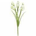 Picture for category Snowdrop