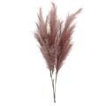 Picture for category Pampas Grass