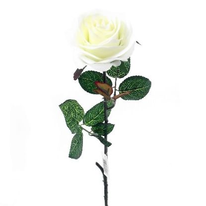 Picture of SINGLE SWEET OPEN ROSE WHITE
