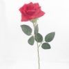 Picture of 55cm SINGLE OPEN ROSE RED