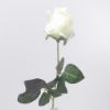 Picture of 66cm SINGLE PERFECT ROSEBUD WHITE