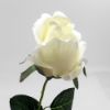 Picture of 66cm SINGLE PERFECT ROSEBUD WHITE