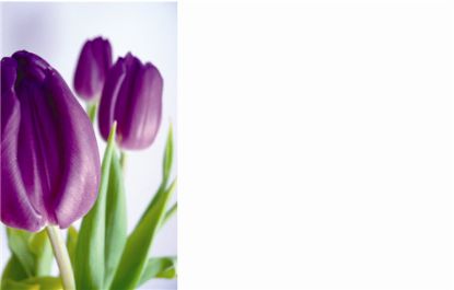 Picture of GREETING CARDS X 50 (NO MESSAGE) LILAC TULIPS