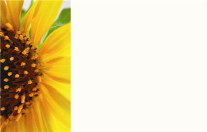 Picture of GREETING CARDS X 50 (NO MESSAGE) SUNFLOWER YELLOW