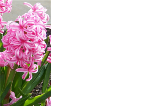 Picture of GREETING CARDS X 50 (NO MESSAGE) PINK HYACINTH