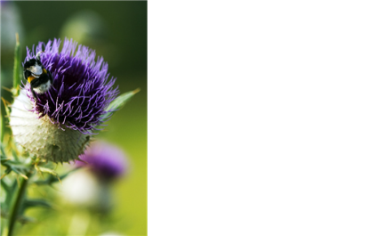 Picture of GREETING CARDS X 50 (NO MESSAGE) THISTLE PURPLE
