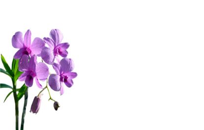 Picture of GREETING CARDS X 50 (NO MESSAGE) ORCHID LILAC