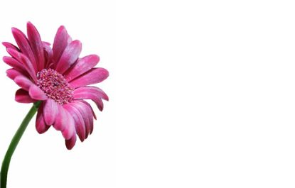Picture of GREETING CARDS X 50 (NO MESSAGE) GERBERA PINK