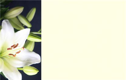 Picture of GREETING CARDS X 50 (NO MESSAGE) LILY CREAM