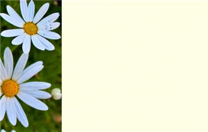 Picture of GREETING CARDS X 50 (NO MESSAGE) DAISIES WHITE