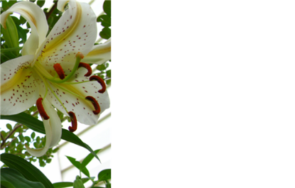 Picture of GREETING CARDS X 50 (NO MESSAGE) GIANT LILY