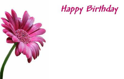 Picture of GREETING CARDS X 50 HAPPY BIRTHDAY - GERBERA PINK