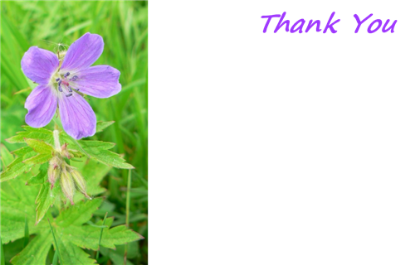 Picture of GREETING CARDS X 50 THANK YOU - LILAC FLOWER