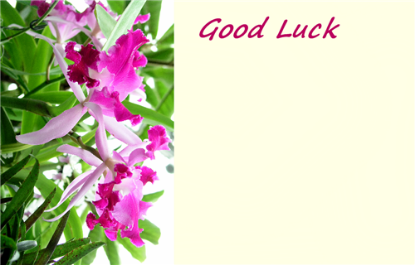 Picture of GREETING CARDS X 50 GOOD LUCK - ORCHIDS PINK