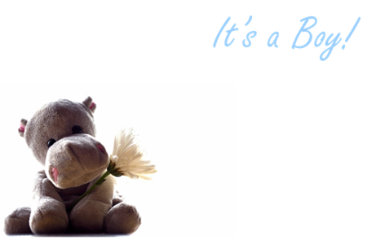 Picture of GREETING CARDS X 50 ITS A BOY - SOFT TOY AND GERBERA