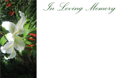Picture of GREETING CARDS X 50 IN LOVING MEMORY - LILY WHITE