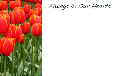 Picture of GREETING CARDS X 50 ALWAYS IN OUR HEARTS - TULIPS ORANGE