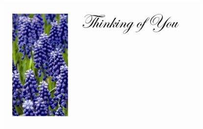 Picture of GREETING CARDS X 50 THINKING OF YOU - BLUEBELLS