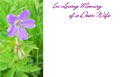 Picture of GREETING CARDS X 50 IN LOVING MEMORY OF A DEAR WIFE - LILAC FLOWER