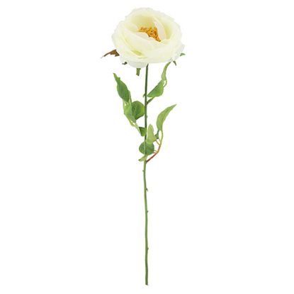 Picture of 75cm CHLOE ENGLISH OPEN ROSE IVORY