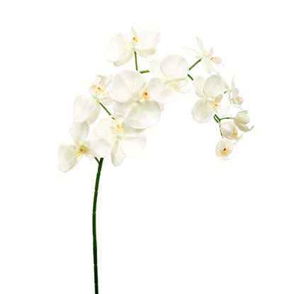 Picture of 94cm PHALAENOPSIS ORCHID SPRAY IVORY