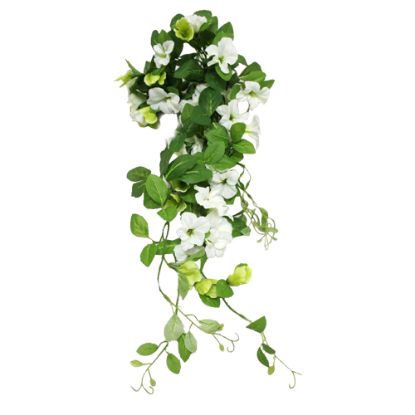 Picture of 60cm TRAILING MORNING GLORY BUSH IVORY