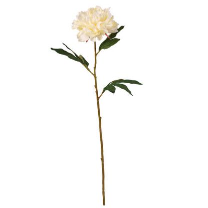 Picture of 77cm LARGE BLOOMING PEONY IVORY