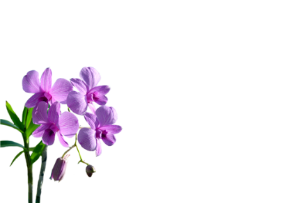 Picture of LARGE GREETING CARDS X 12 (NO MESSAGE) LILAC ORCHIDS