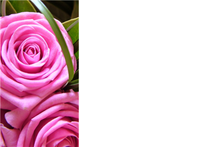 Picture of LARGE GREETING CARDS X 12 (NO MESSAGE) PINK ROSES