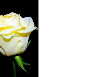 Picture of LARGE GREETING CARDS X 12 (NO MESSAGE) CREAM ROSE