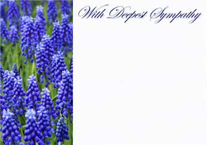 Picture of LARGE GREETING CARDS X 12 WITH DEEPEST SYMPATHY - BLUEBELLS