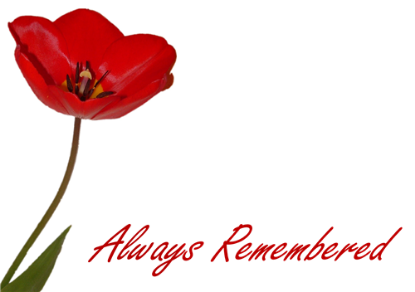 Picture of LARGE GREETING CARDS X 12 ALWAYS REMEMBERED - RED POPPY