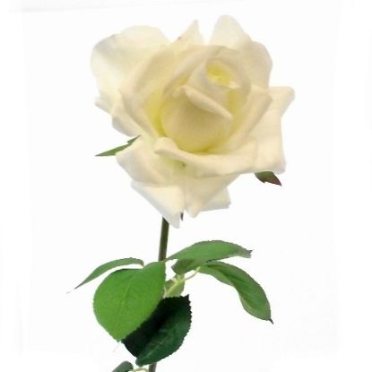 Picture of 75cm REAL TOUCH LARGE OPEN ROSE IVORY
