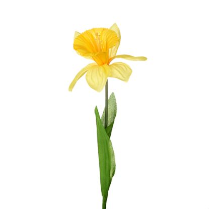 Picture of SINGLE DAFFODIL YELLOW