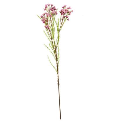 Picture of 79cm WAXFLOWER SPRAY PINK