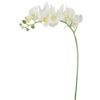 Picture of 101cm PHALAENOPSIS ORCHID SPRAY WHITE/GREEN