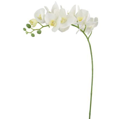 Picture of 101cm PHALAENOPSIS ORCHID SPRAY WHITE/GREEN